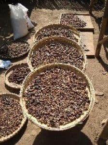 Kopi Luwak (Копи Лювак) Робуста - 100 гр. в зернах, жареный. Собранный в Северной Суматре, Индонезия!